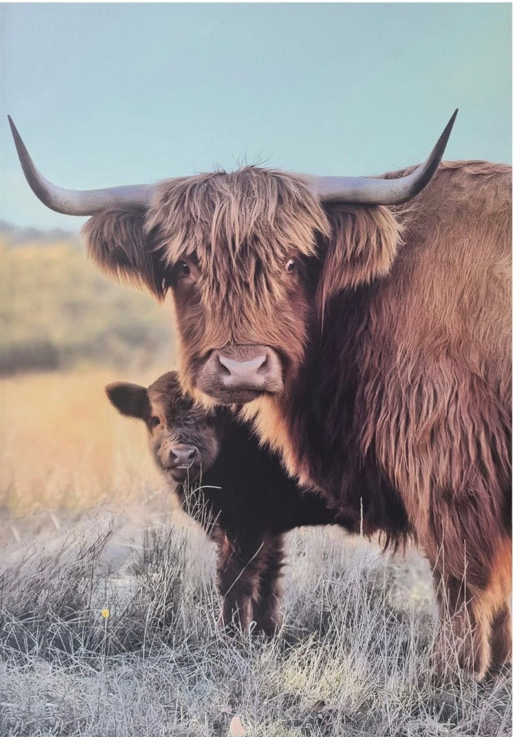 Highland Cow w/Baby